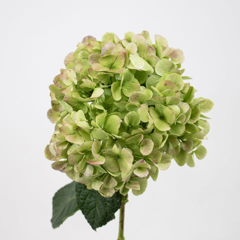 Green Giant Hydrangea Flower Stem
