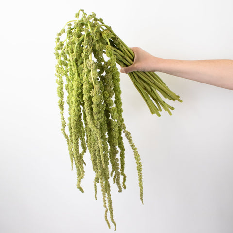 Green Hanging Amaranthus Greenery Bunch in Hand