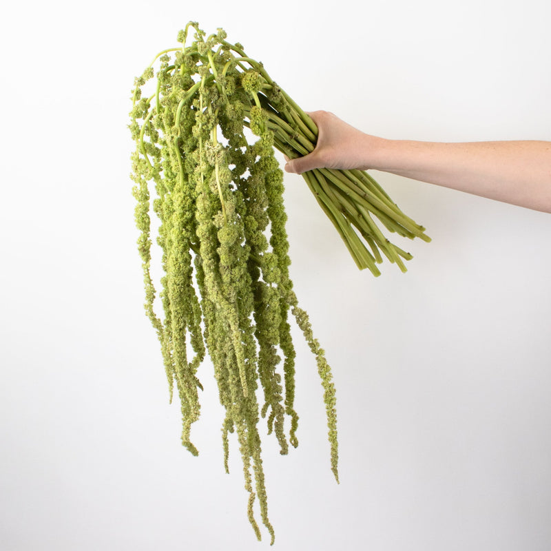 Green Hanging Amaranthus Greenery Bunch in Hand