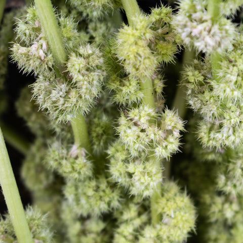 Green Hanging Amaranthus Greenery Up Close