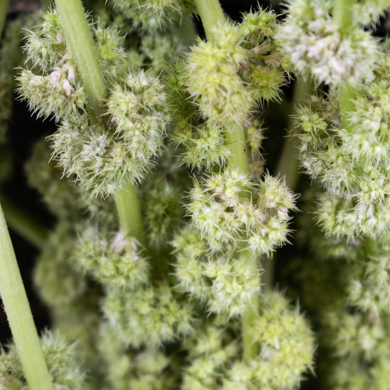 Green Hanging Amaranthus Greenery Up Close