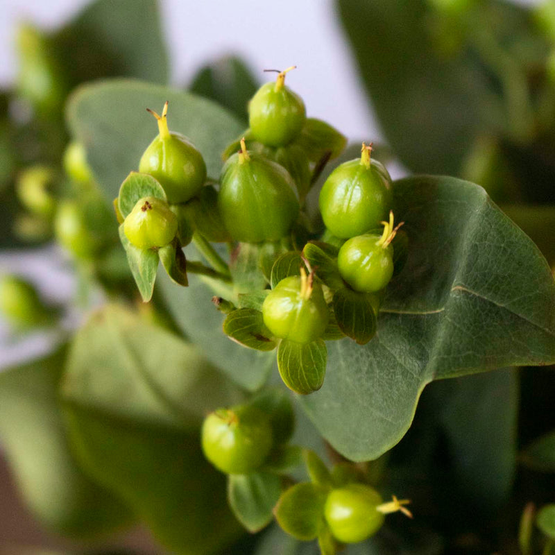 Green hypericum berry DIY wedding flowers