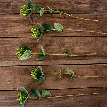 Green hypericum berry bulk flowers
