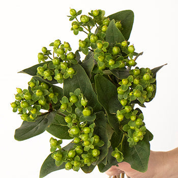 Green hypericum berry wholesale wedding flowers