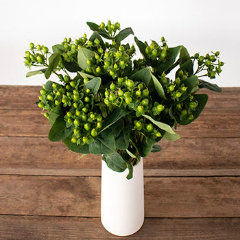 Green hypericum berry flowers for delivert