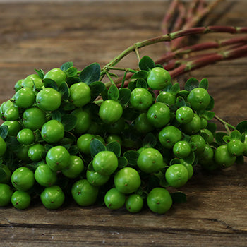 Green Hypericum Berries