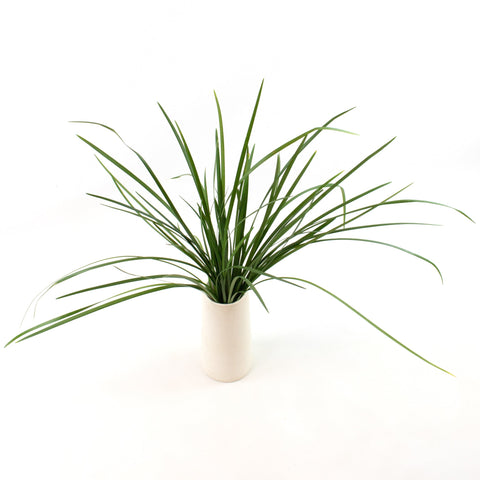 Green Lily Grass Greenery Bunch in Vase