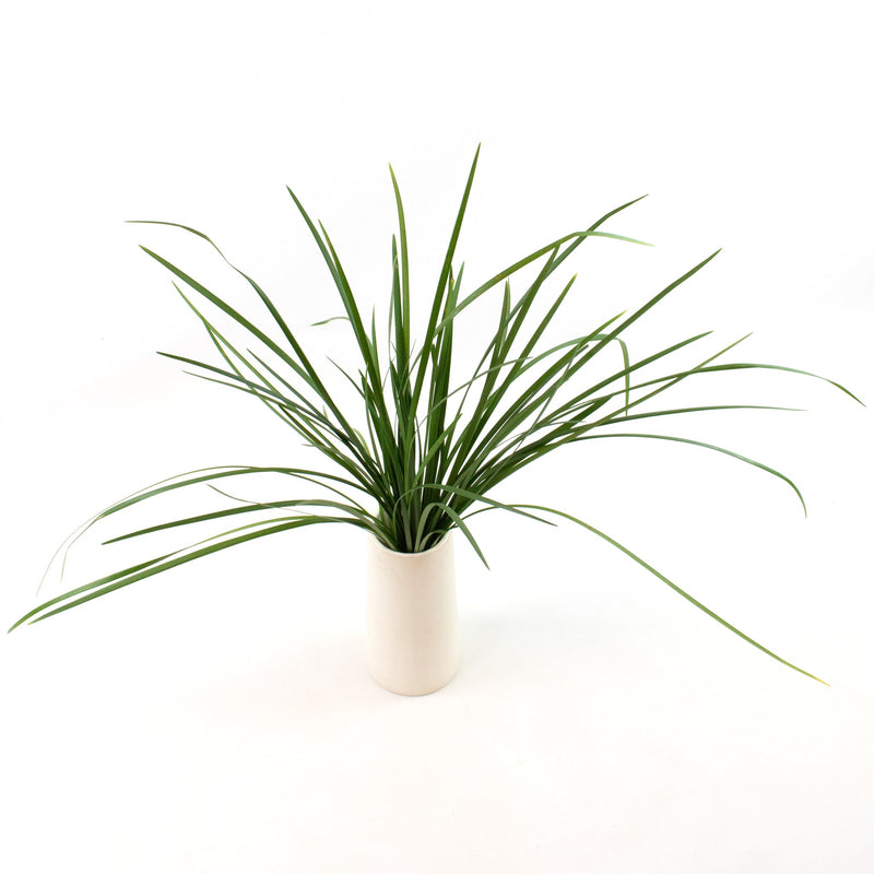 Green Lily Grass Greenery Bunch in Vase