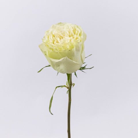 Green Limeade Rose Stem