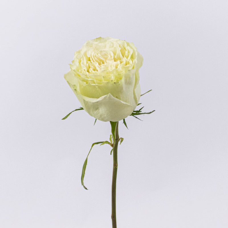 Green Limeade Rose Stem