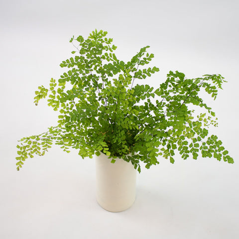 Green Maiden Hair Fern Greenery Bunch in Vase