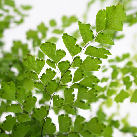 Green Maiden Hair Fern Greenery Up Close