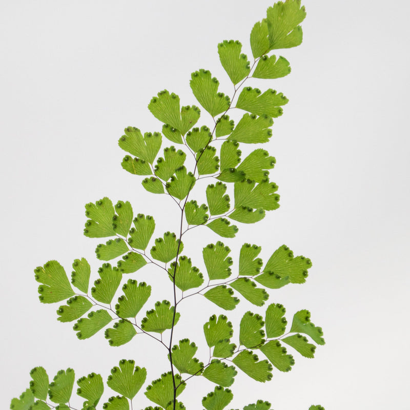 Green Maiden Hair Fern Greenery Stem