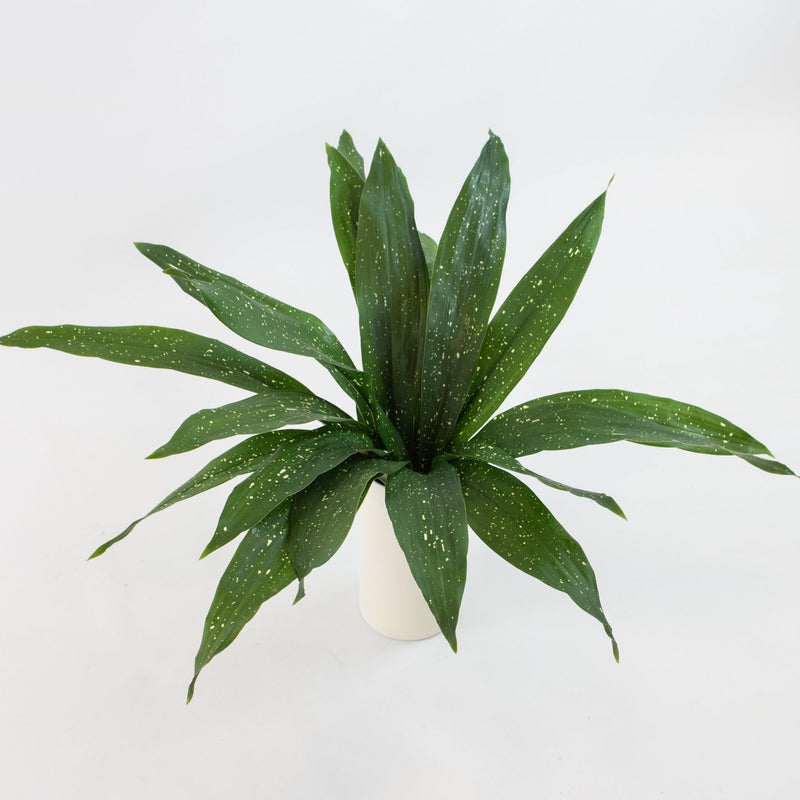 Green Milkyway Aspidistra Greenery Bunch in Vase