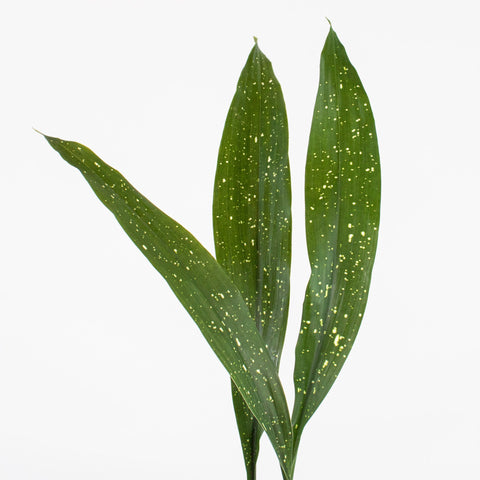 Green Milkyway Aspidistra Greenery Stem