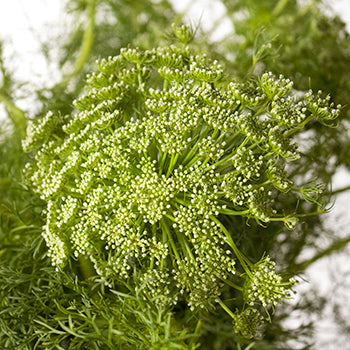 Green Queen Anne's lace DIY wedding flowers