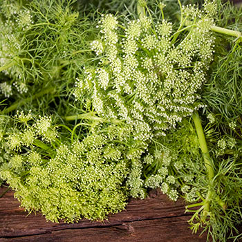 Green Queen Anne's lace bulk wedding flowers