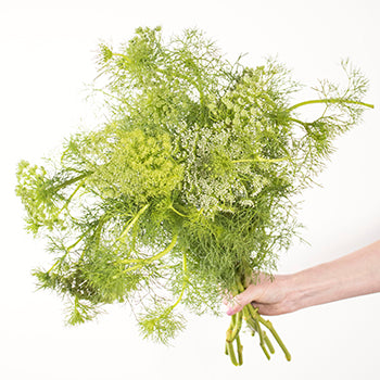 Green Queen Anne's lace wholesale wedding flowers