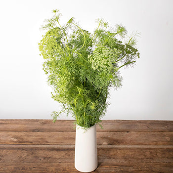Green Queen Anne's lace flowers for delivery
