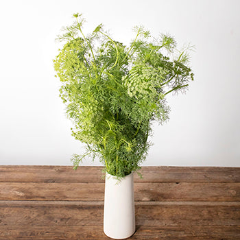 Green Queen Anne's lace flowers for delivery
