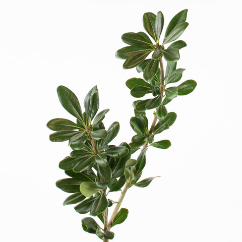 Green Pittosporum Greenery Stem