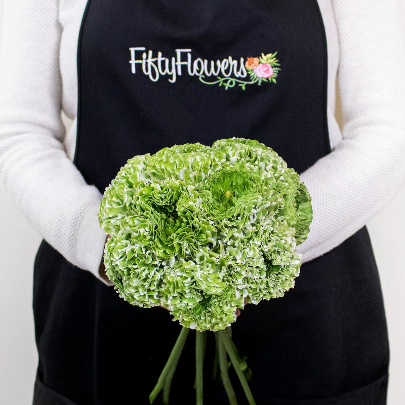 Green Pon Pon Ranunculus Flowers in Hand