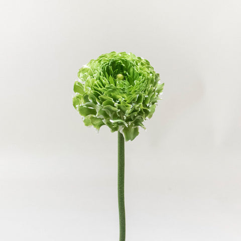 Green Pon Pon Ranunculus Flower Stem