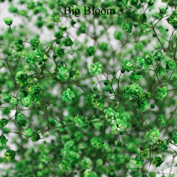 Green Airbrushed Baby's Breath