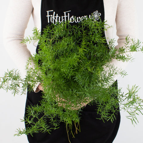 Green Springeri Greenery Bunch in Hand