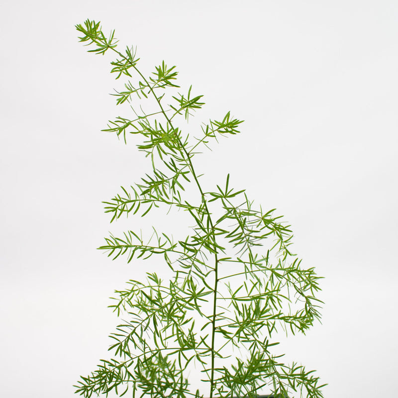 Green Springeri Greenery Stem