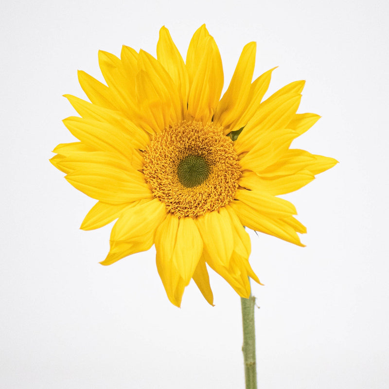 Green Sunflowers Flower Stem