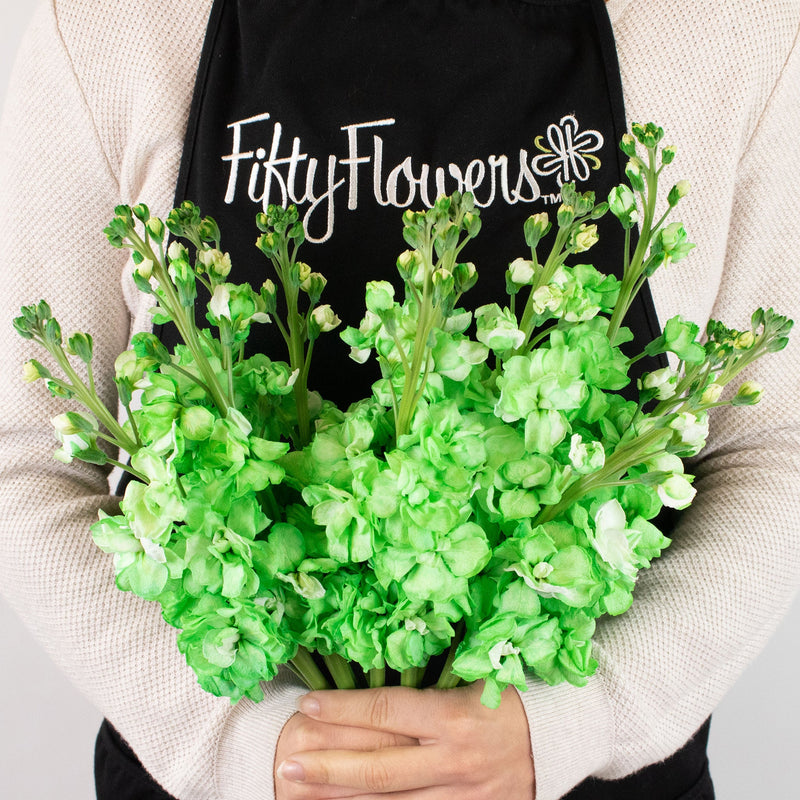 Green Tinted Stock Flower Bunch in Hand