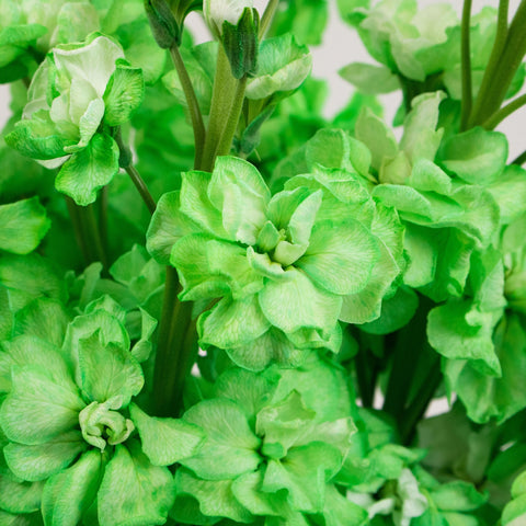 Green Tinted Stock Flower Up Close