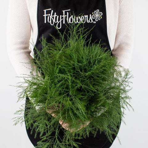 Green Tree Fern Greenery Bunch in Hand