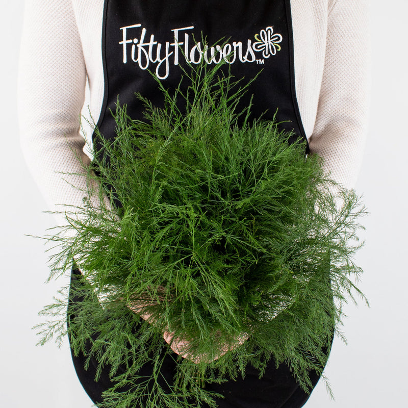 Green Tree Fern Greenery Bunch in Hand
