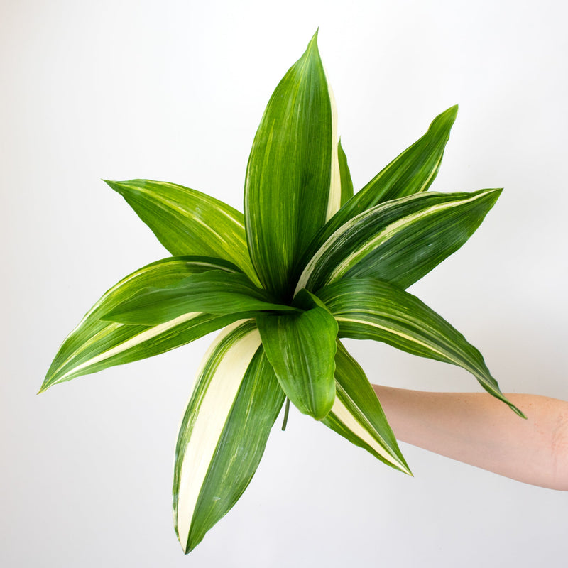Green Variegated Aspidistra Greenery Bunch in Hand