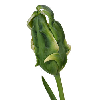 Green Wave French Parrot Tulips Wholesale Flower FlatLay
