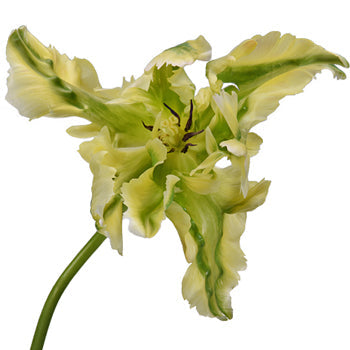 Green Wave French Tulip Wholesale Flower Up close