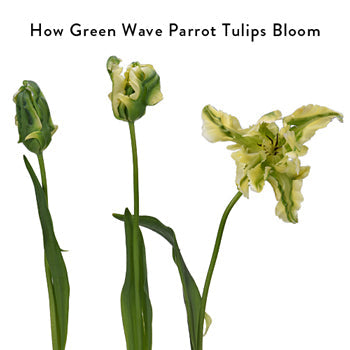 Green Wave French Parrot Tulip Wholesale Flower In a vase