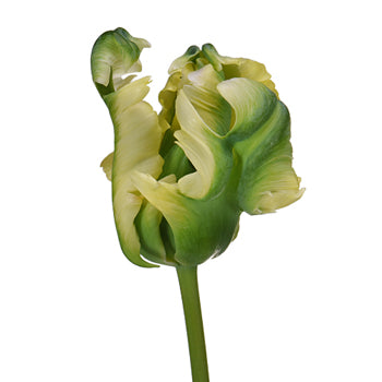 Green Wave French Parrot Tulips Wholesale Flower Side Stem