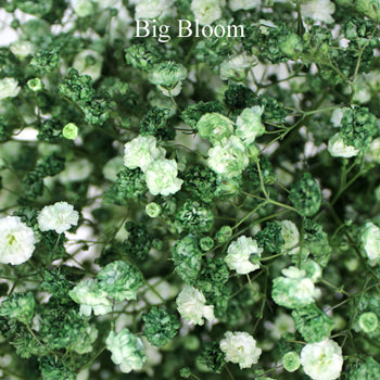 Baby's Breath Olive Green Flower