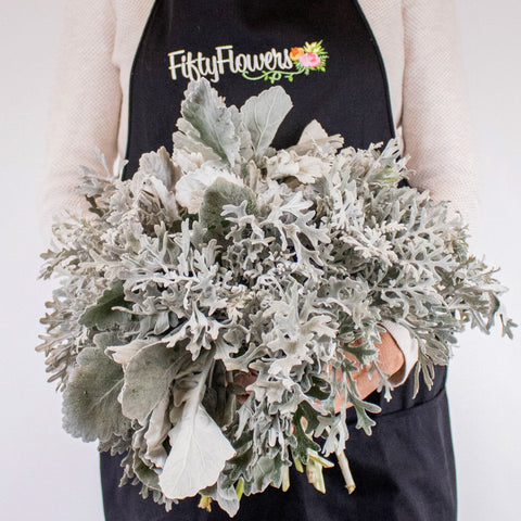 Greenery Dusty Miller Leaf Flower Bunch in Hand