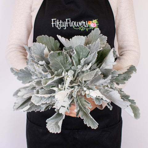 Grey Dusty Miller Greenery Bunch in Hand