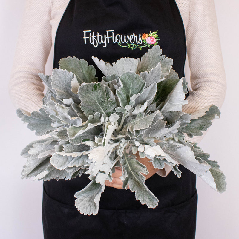 Grey Dusty Miller Greenery Bunch in Hand