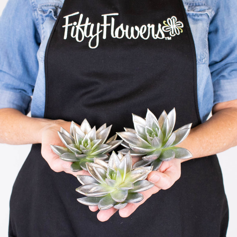 Grey Frost Tinted Succulents in Hand