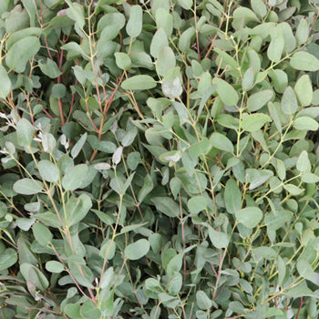 Gunnii Eucalyptus Wholesale Flower Up Close