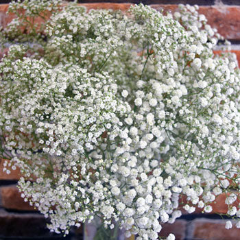 Baby's Breath Flower Combo Pack