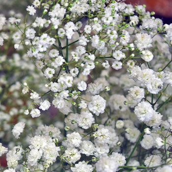 Baby's Breath Flower Combo Pack