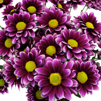 Fading Purpleberry Daisy Flower