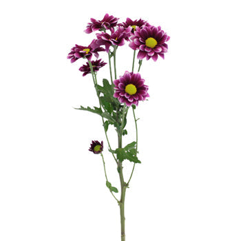 Fading Purpleberry Daisy Flower